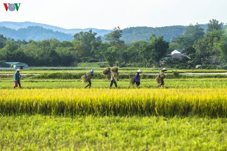 Đẹp ngỡ ngàng “Mùa vàng” trên cánh đồng Mường Thanh - ảnh 4