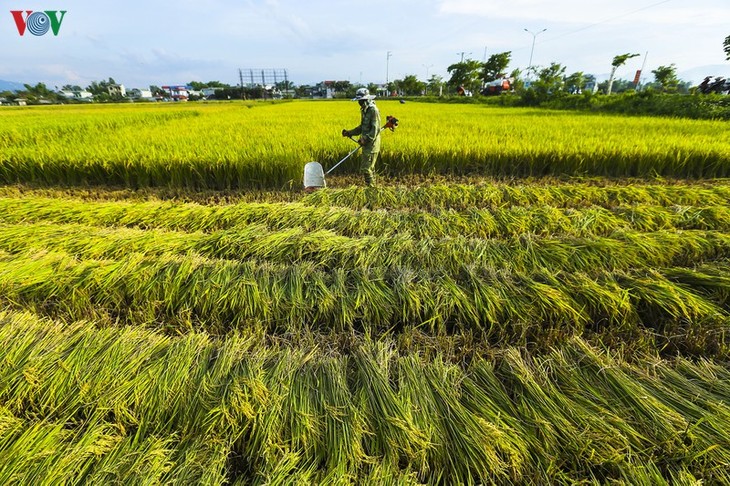 Đẹp ngỡ ngàng “Mùa vàng” trên cánh đồng Mường Thanh - ảnh 5