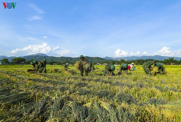 Đẹp ngỡ ngàng “Mùa vàng” trên cánh đồng Mường Thanh - ảnh 8