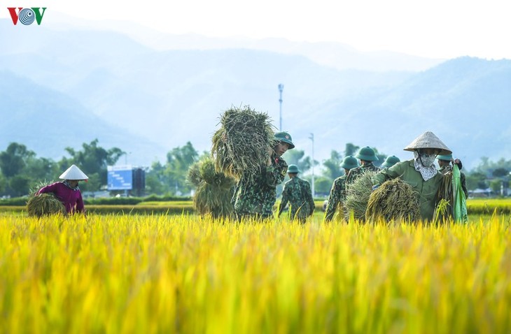 Đẹp ngỡ ngàng “Mùa vàng” trên cánh đồng Mường Thanh - ảnh 9