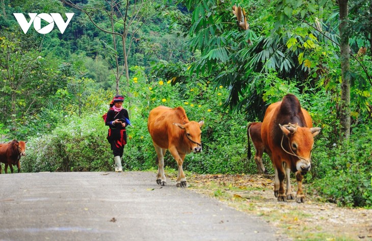  Cao nguyên đá Hà Giang đẹp ngỡ ngàng trong tiết thu - ảnh 8