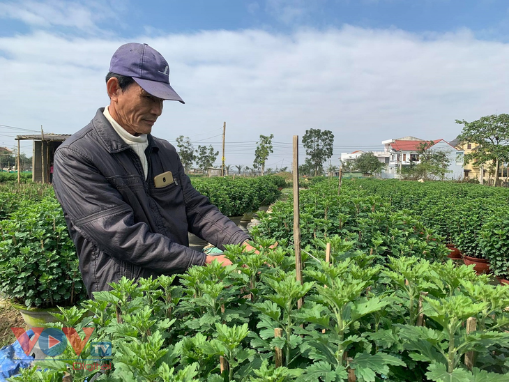 Những làng hoa xứ Huế rộn ràng vào Xuân - ảnh 2