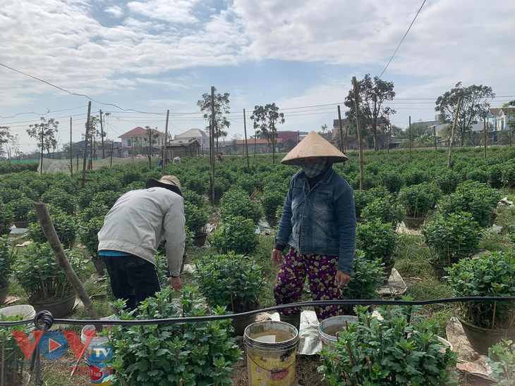 Những làng hoa xứ Huế rộn ràng vào Xuân - ảnh 4