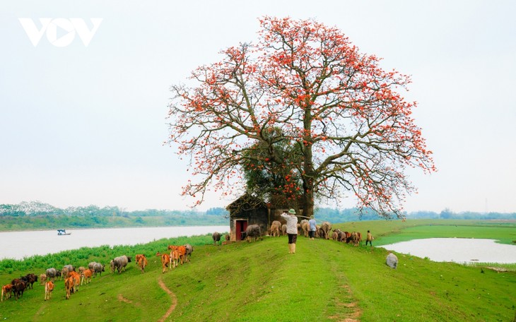 Tháng ba, hoa gạo khoe sắc thắm bên bờ sông Thương - ảnh 4