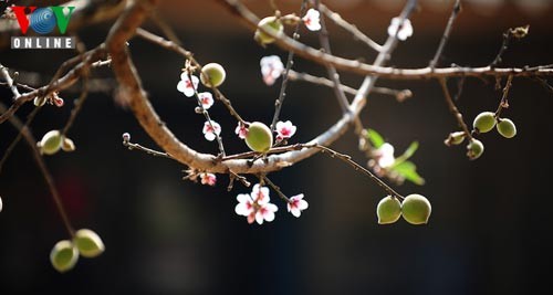 Etnicos Mong en Moc Chau saludan la llegada de la primavera - ảnh 1