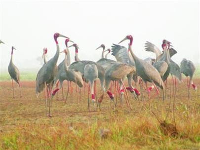 Preciosa especie aviar emigra a provincias deltaicas de Vietnam - ảnh 1