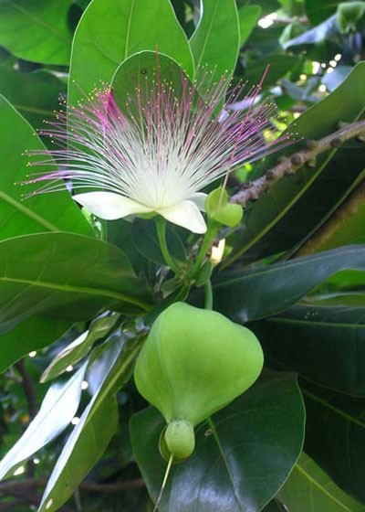 El veterano que plantó el primer árbol barringtonia asiática en Truong Sa - ảnh 2