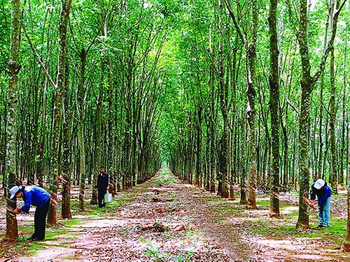 Solidaridad especial Vietnam- Laos: el legado inapreciable - ảnh 2