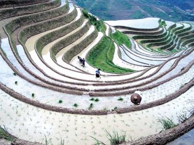 Arroz en terrazas, reliquia nacional de Vietnam - ảnh 2