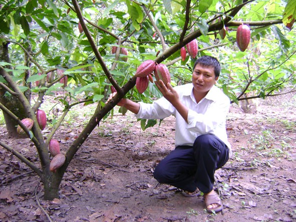 Primeros resultados del fomento rural en Tay Nguyen - ảnh 2