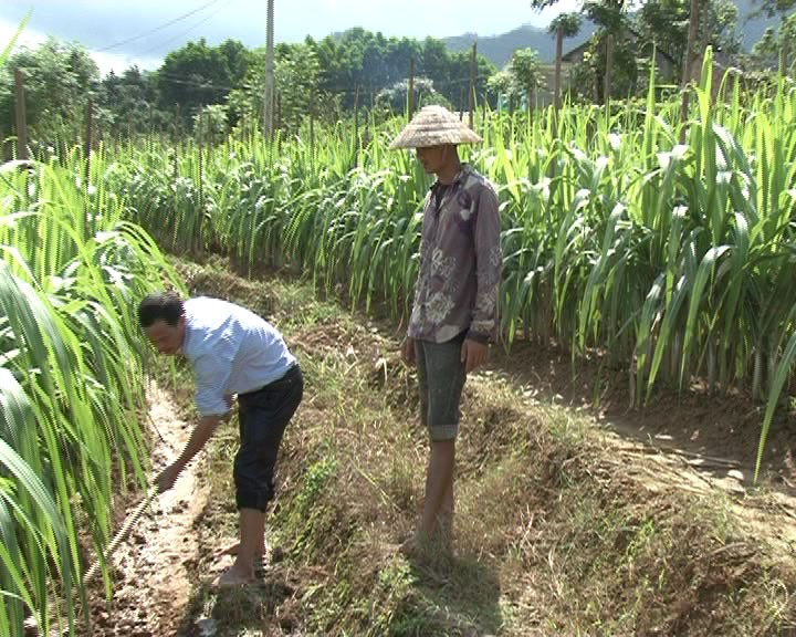 El papel de la organización campesina en la edificación rural - ảnh 1