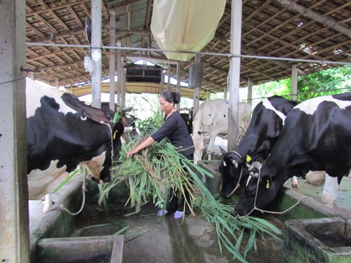 Cambios notables en la edificación campestre de Ciudad Ho Chi Minh - ảnh 2