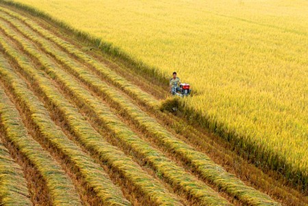 Promueven inversiones extranjeras directas en Delta de río Mekong  - ảnh 2