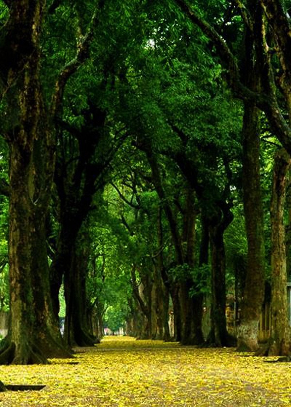 Hanoi en los últimos días del otoño  - ảnh 15