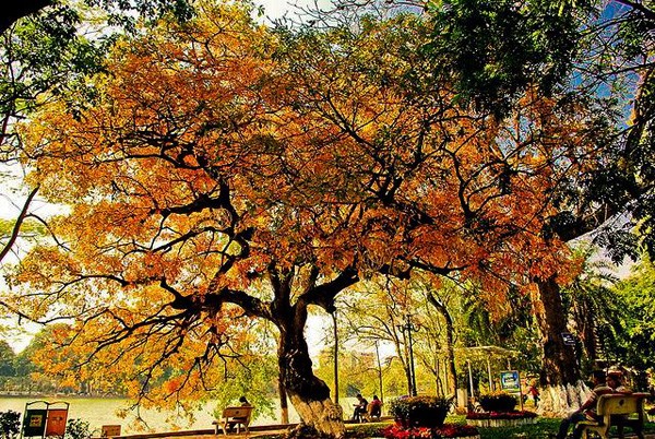 Hanoi en los últimos días del otoño  - ảnh 16