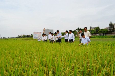 Transformaciones en área rural de Hai Duong - ảnh 3