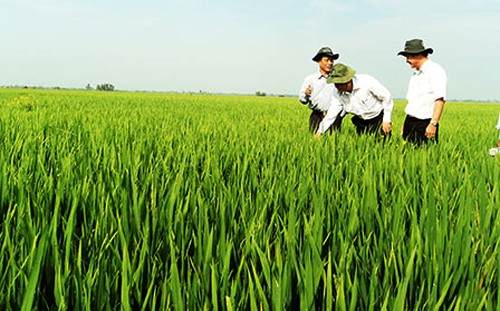 Nueva fisonomía rural en aldea de Thay Ky, en ciudad de Can Tho - ảnh 2