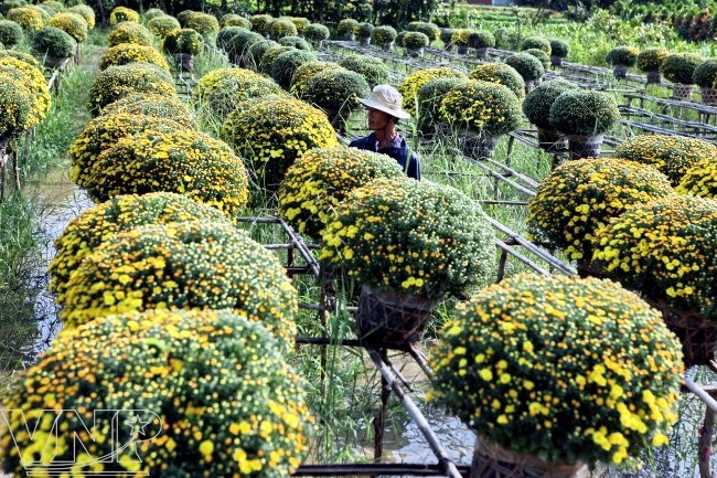 Aldea de floricultura se prepara para Año Nuevo Lunar - ảnh 2