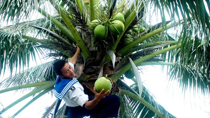 Nam Yet, isla de cocos  - ảnh 3