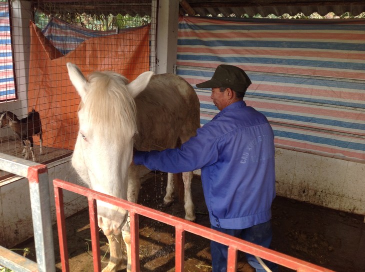 Proeza de la reina vietnamita del corcel blanco  - ảnh 3