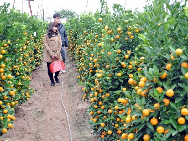 Hanoi se colorea con arbolitos del Tet vietnamita  - ảnh 3