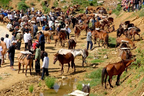 El caballo en la vida de montañeses en el Noroeste de Vietnam - ảnh 3