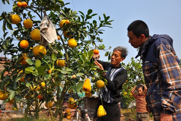 Creador de árboles de 5 géneros frutales para el Tet tradicional - ảnh 3