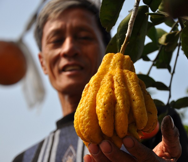 Creador de árboles de 5 géneros frutales para el Tet tradicional - ảnh 4