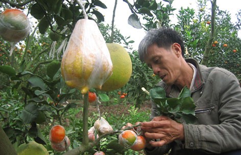 Creador de árboles de 5 géneros frutales para el Tet tradicional - ảnh 2