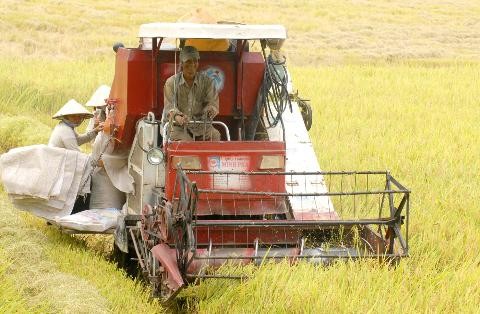 “Campos de colaboración”, avanzado modelo de producción de arroz en Dong Thap - ảnh 2