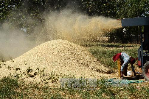 Venezuela garantiza alimentos de mayor calidad para su pueblo - ảnh 1