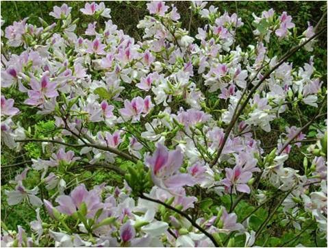 Apasionante fiesta de las flores de bauhinias en Dien Bien - ảnh 1