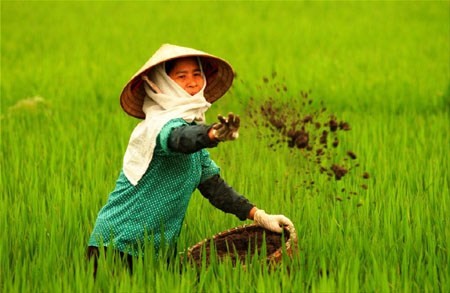 Cuando los agricultores se convierten en accionistas de empresas agrícolas - ảnh 1