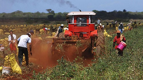 Vietnam y Cuba fortalecen cooperación económica y comercial - ảnh 1