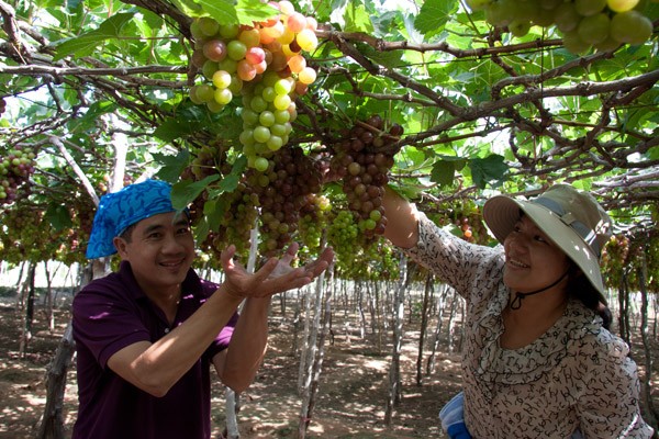 Ninh Thuan acogerá el Festival Internacional de Uva y Vino - ảnh 1