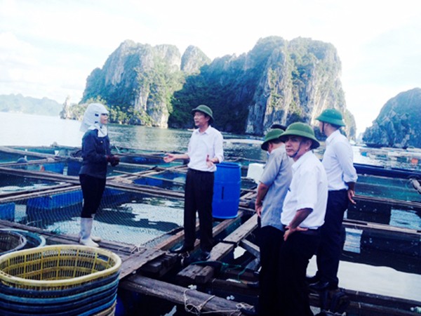 Buenos preparativos de provincia de Quang Ninh para enfrentar el tifón Rammasun  - ảnh 1