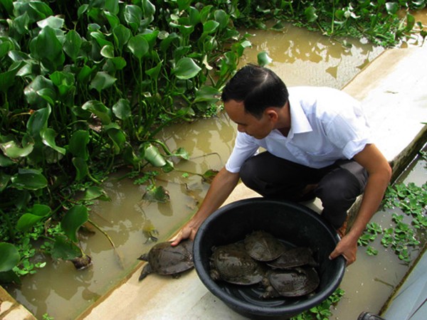 Administrador abanderado en cría de tortugas - ảnh 1