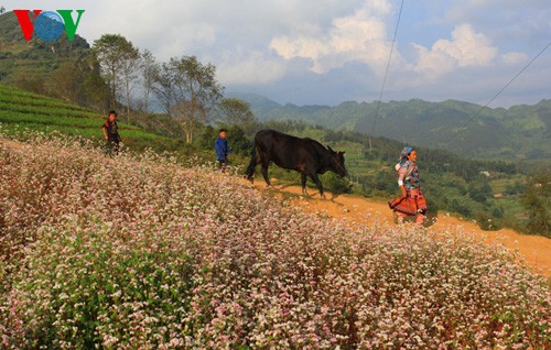 La maravillosa belleza de flores de alforfón en Si Ma Cai - ảnh 9