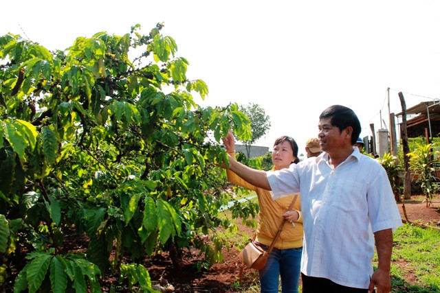 Proyecto EDE y la construcción de nuevo campo en Dac Lac - ảnh 1