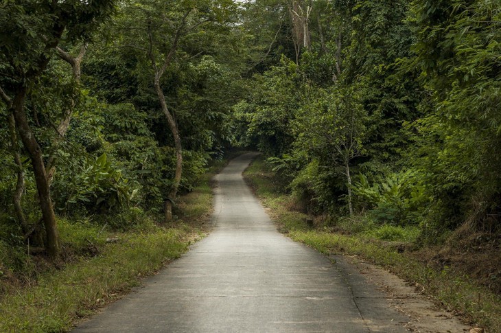 Atractivo trayecto de experimentaciónón en bosque Cuc Phuong  - ảnh 4