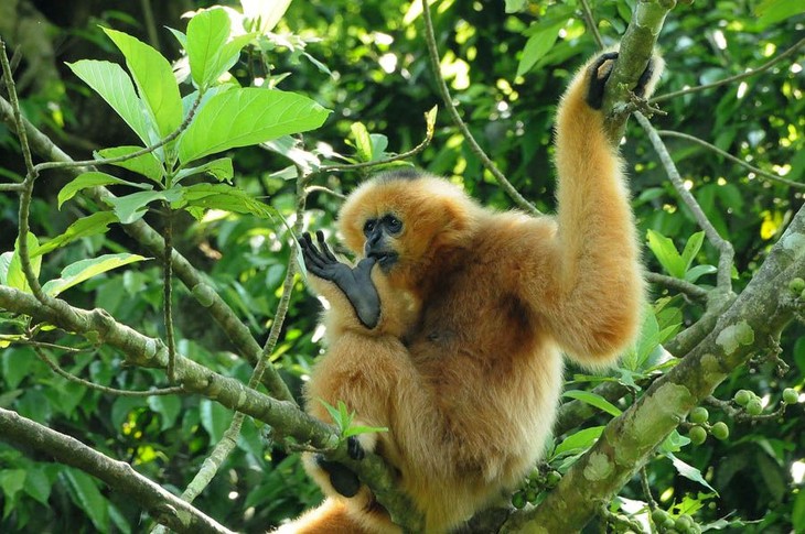 Atractivo trayecto de experimentaciónón en bosque Cuc Phuong  - ảnh 2