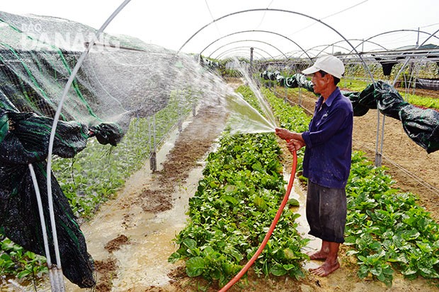 Distrito Hoa Vang, ciudad Da Nang, un ejemplo en la construcción del nuevo campo - ảnh 1