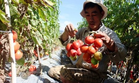 Agricultura tecnológica en comuna Don Duong, provincia Lam Dong - ảnh 1