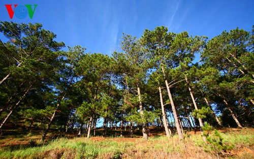 Un vistazo a Da Lat  - ciudad de los amantes en Vietnam - ảnh 5