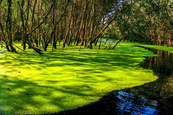 Paseo por el bosque de cayeputi en temporada de crecidas - ảnh 1