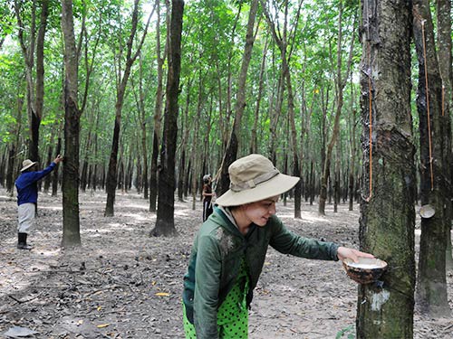 Cultivo del caucho en Yen Bai - ảnh 3