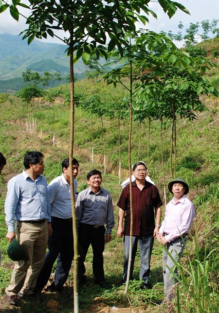 Cultivo del caucho en Yen Bai - ảnh 1