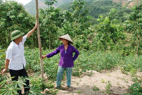 Cultivo del caucho en Yen Bai - ảnh 2