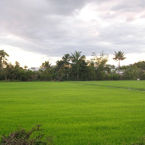 Cultivo de uvas en Ninh Thuan para el desarrollo sostenible - ảnh 1