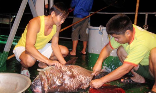 Preparación del Tet en islas sumergidas de Truong Sa - ảnh 2